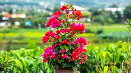 Close-up of vibrant red bougainvillea flowers blooming in a brown cylindrical pot, against blurred background