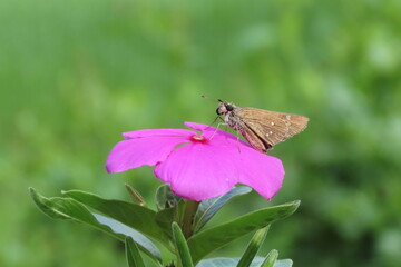 Long-horned swift butterfly