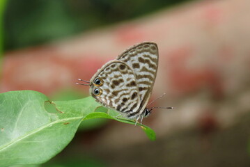 butterfly on leaf