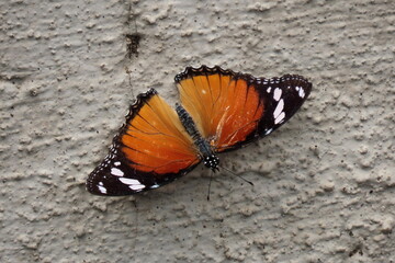 Common diadem butterfly