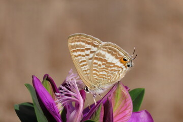 Common blue butterfly