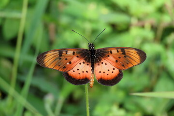 Orange butterfly