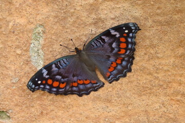 Blue butterfly