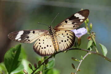 butterfly on a flower