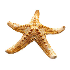 Close-up of a starfish (5)