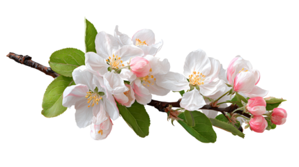 Delicate apple blossoms on a branch against a black background a spring floral image