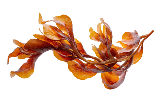 Close-up of vibrant, orange-brown seaweed.  Its intricate, flowing fronds curve elegantly against a stark black background.  The image highlights the seaweed's detailed texture and rich color