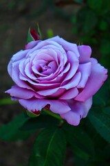 ideal shape of lilac rose