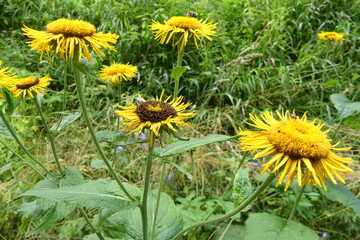 Blühender Alant auf der Schwäbischen Alb