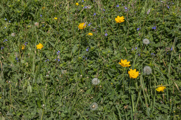 Obraz premium Wildflowers and green grass in a natural meadow during summer