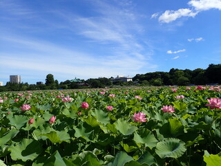 夏の不忍池の「蓮の花見」