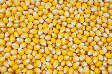 Golden Kernels Corn seeds isolated watercolor vector illustration svg