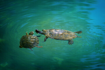 Obraz premium Baby turtle and mother turtle