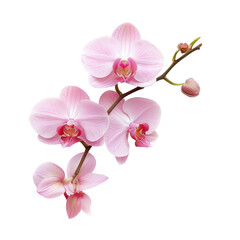 Delicate pink orchid blossoms