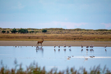 Hirschbrunft und Kraniche am Pramort. 12.09.2024.