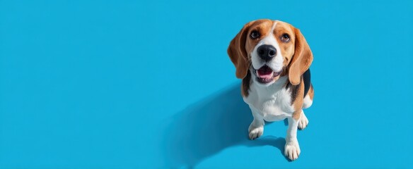 The Beagle Dog Sitting Happily Against a Vibrant Blue Background