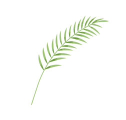 Green leaf branch. Tropical palm frond, fresh exotic foliage, jungle greenery. Decorative plant, natural botanical decoration, verdure. Flat graphic vector illustration isolated on white background