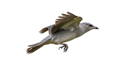 Isolated Bird in Flight, Gray Mockingbird