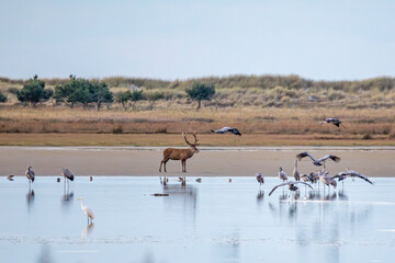 Hirschbrunft und Kraniche am Pramort. 12.09.2024.