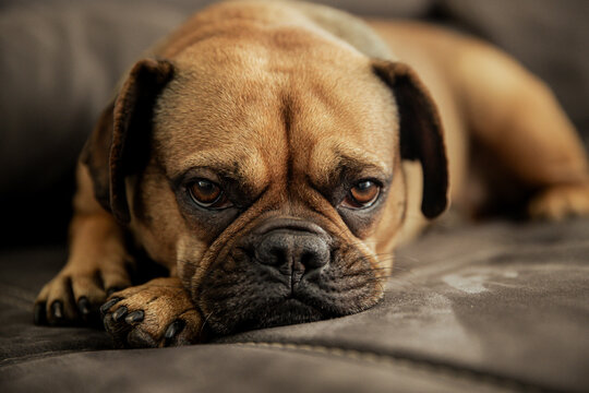 Hund liegend