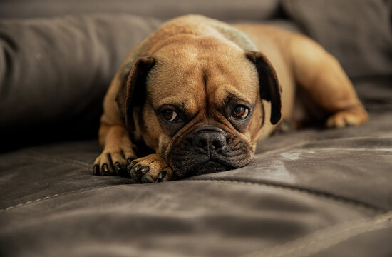 Hund liegend