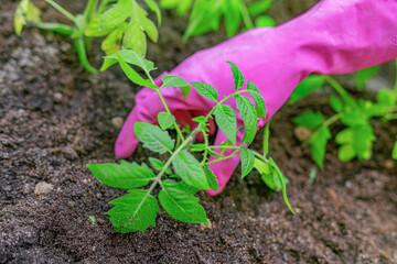 A person wearing pink gardening gloves carefully tending to a young green plant in dark soil.