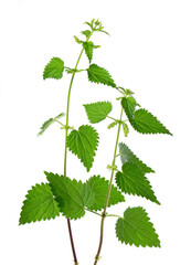 Nettle plant isolated on white background. Green common nettle, burn nettle, stinging nettle or...