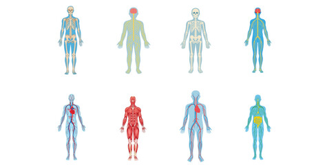 Obraz premium Human Body Systems Diagram Anatomy, Structure, and Functions Illustrated