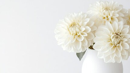 Cream dahlias in vase, minimalist