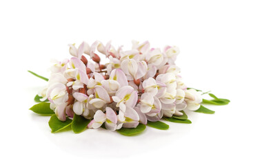 White acacia flower.