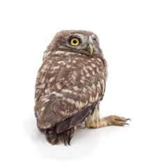 One young owl.