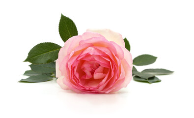 One pink rose.
