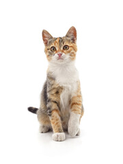 One kitten that lifted its paw.