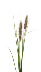 Leaves and flowers of penisetum.