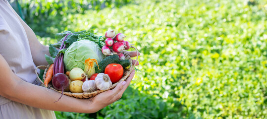Fresh Organic Vegetables in Wicker Basket from Garden Harvest