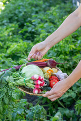Fresh Organic Vegetables in Wicker Basket from Garden Harvest