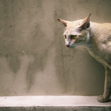 Siamese Cat Poised on Concrete Ledge