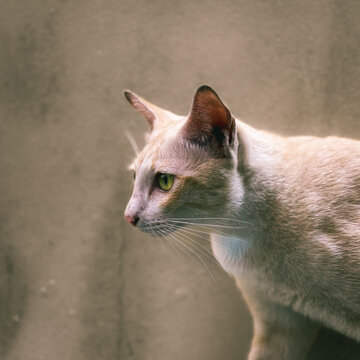 Siamese Cat Profile in Soft Light