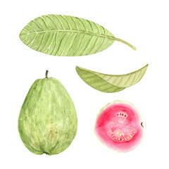 Guava whole fruit, half and green leafs. Hand painted watercolor set isolated on white. Textured. Perfect for summer textiles, cards, label, eco-friendly packaging, kitchen decor, tropical branding