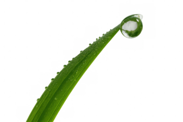 Fresh green grass blade with many small dew drops sliding down to form a large drop at its tip, on transparent background
