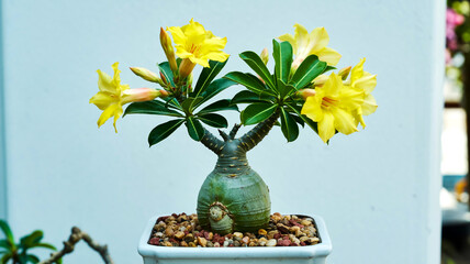 Close-up photo of yellow Adenium obesum bonsai in sleek white rectangular ceramic pot, detailed textures