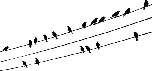Black Bird Silhouettes Perched on Wires Against a White Background, Minimalist and Clean