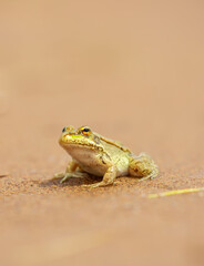 The frog sits on the sand on the shore of the lake. Beautiful wildlife landscape with place for text. The concept of protecting wildlife and ecology.