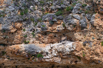 Griffon vulture (Gyps fulvus) in the Duratón River Gorges Natural Park in the province of Segovia, Autonomous Community of Castile and Leon, Spain, Europe