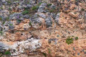 Griffon vulture (Gyps fulvus) in the Duratón River Gorges Natural Park in the province of Segovia, Autonomous Community of Castile and Leon, Spain, Europe
