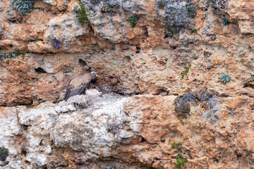 Griffon vulture (Gyps fulvus) in the Duratón River Gorges Natural Park in the province of Segovia, Autonomous Community of Castile and Leon, Spain, Europe