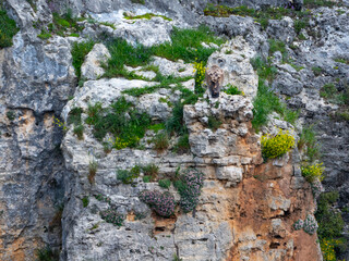 Griffon vulture (Gyps fulvus) in the Duratón River Gorges Natural Park in the province of Segovia, Autonomous Community of Castile and Leon, Spain, Europe