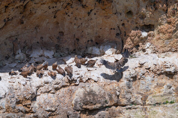 Griffon vulture (Gyps fulvus) in the Duratón River Gorges Natural Park in the province of Segovia,...