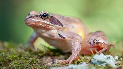 Agile frog on moss in an undergrowth. Rana dalmatina, Parc Naturel Régional de la Brenne, Indre 36, région Centre Val de Loire, France, European Union, Europe