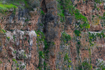 Griffon vulture (Gyps fulvus) in the Duratón River Gorges Natural Park in the province of Segovia, Autonomous Community of Castile and Leon, Spain, Europe